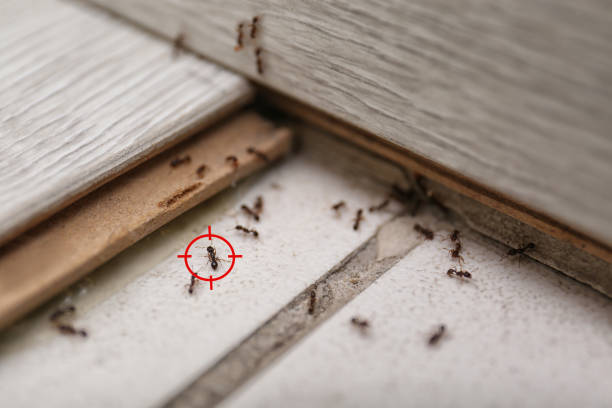Best Pest Control Treatment  in Mena, AR