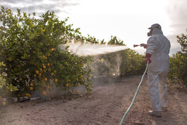 Best Affordable Pest Control Services  in Mena, AR