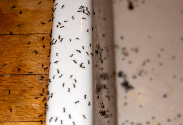 Best Pest Removal Services  in Mena, AR